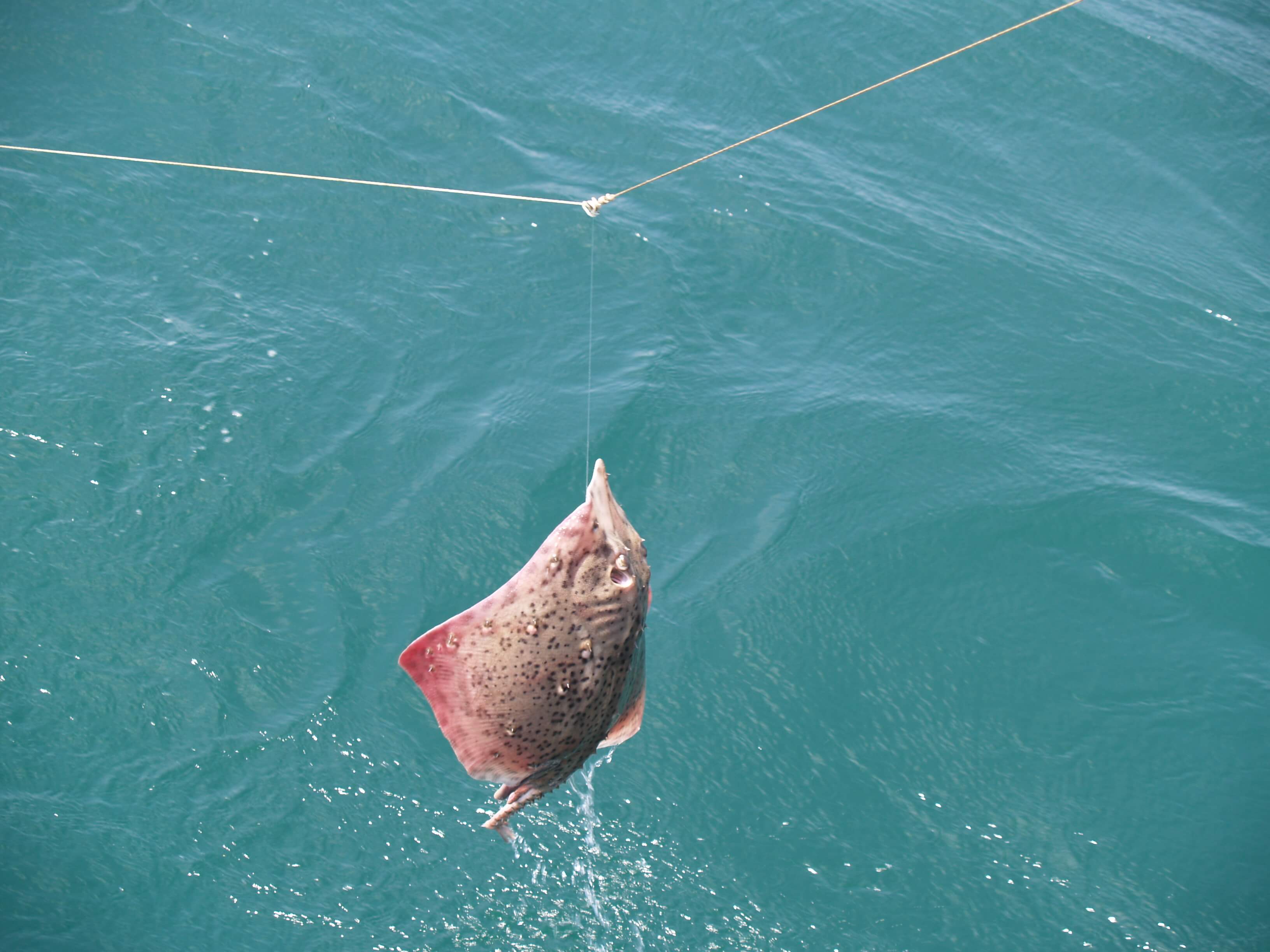 Ловля скатов в Черном море